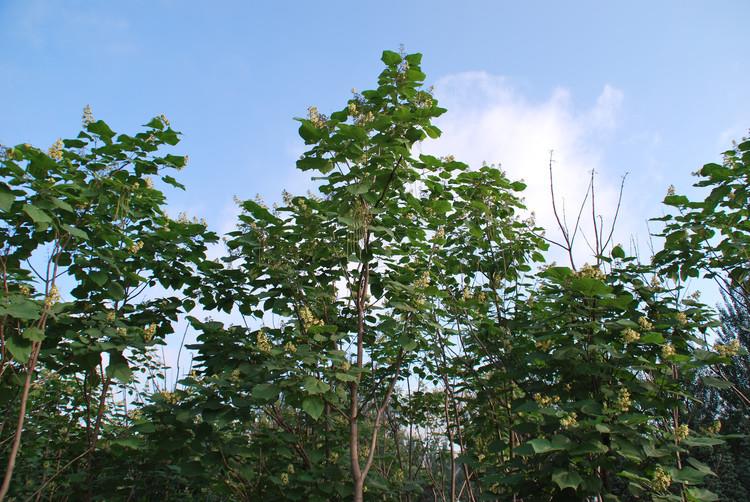 三门峡梓树苗基地