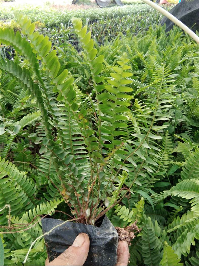 泸州排骨草多少钱 延年益寿 增强抵抗力