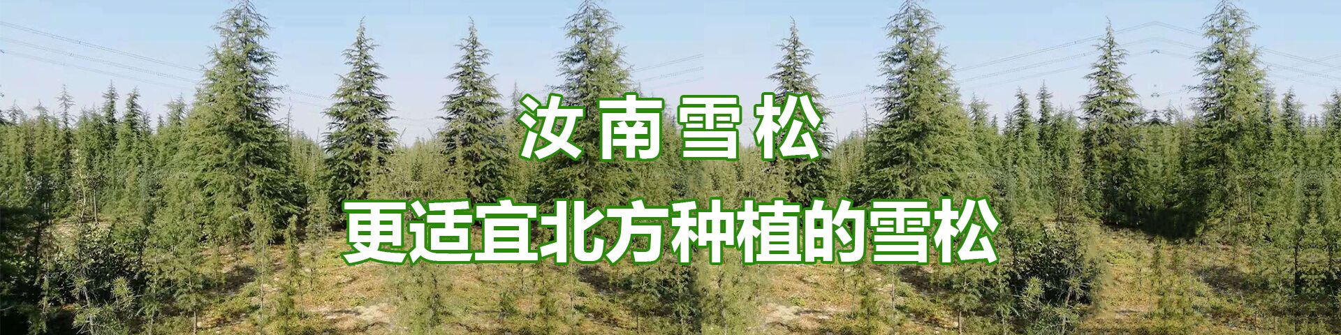 河南省驻马店汝南雪松种植基地 新闻中心 行业新闻 青岛哪里有卖