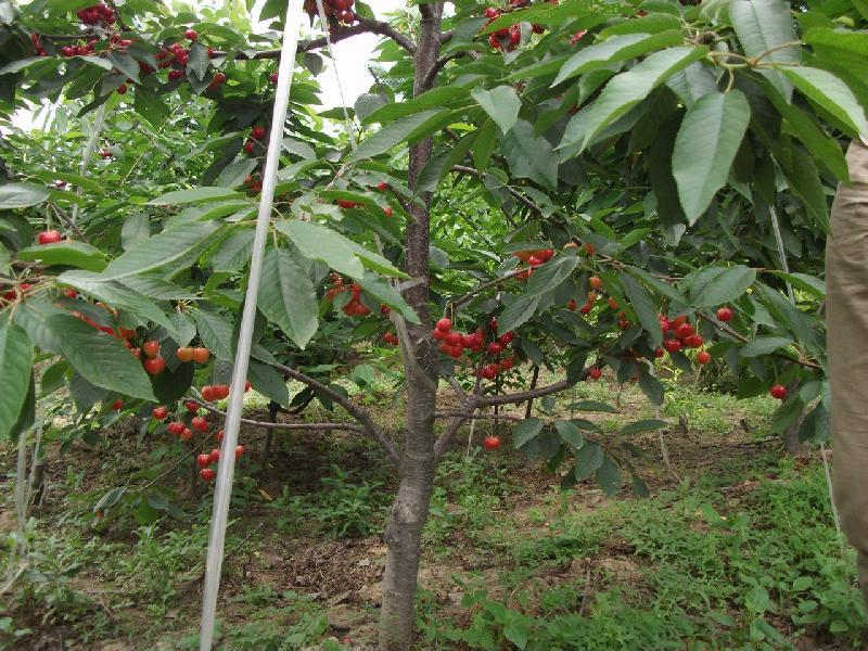 山東三年櫻桃苗培育