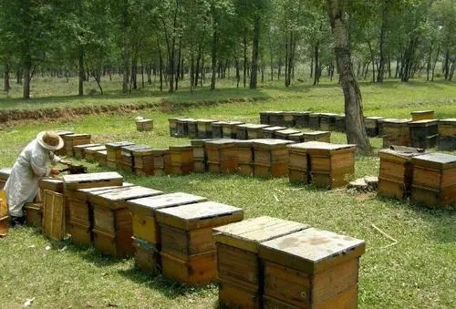 匯川蜜蜂養殖基地 仁懷蜜蜂養殖