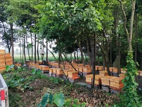 赤水蜜蜂養殖報價 紅花崗蜜蜂養殖基地