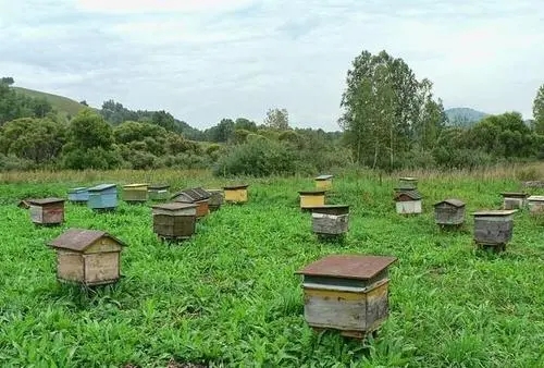 仁懷蜜蜂養殖