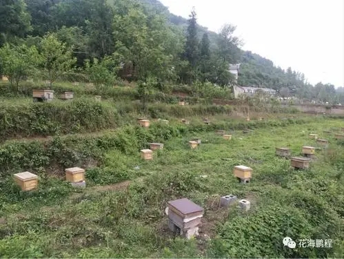 仁懷蜜蜂養殖