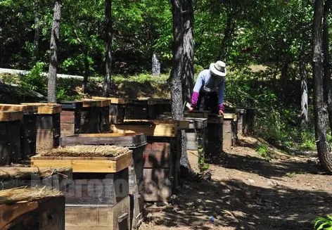 正安中蜂養殖技術 習水哪里有中蜂養殖 習水中蜂養殖