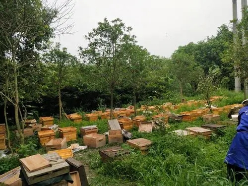 匯川中蜂養殖技術 仁懷中蜂養殖報價單