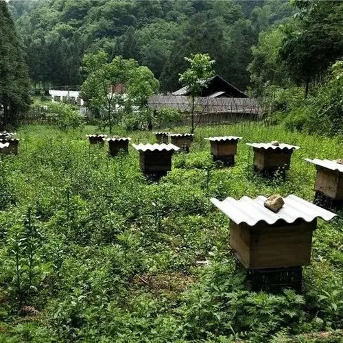 務川哪里有中蜂養殖 湄潭中蜂養殖技術 余慶中蜂養殖供應