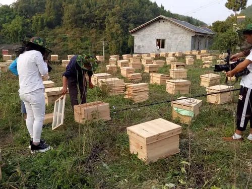 習水中蜂養殖技術 道真中蜂養殖供應