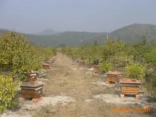 道真中蜂養殖單價