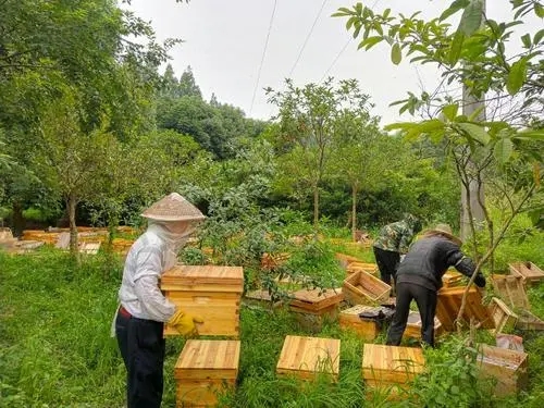 鳳岡中蜂養殖