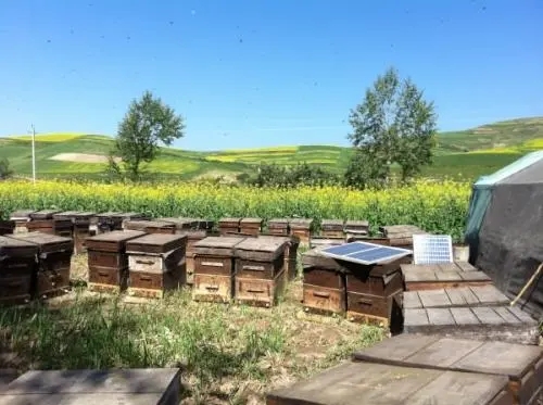 鳳岡中蜂養殖批發價