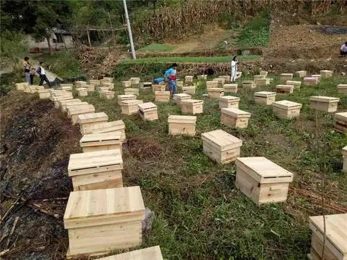 習水種蜂養殖技術 湄潭種蜂養殖批發價