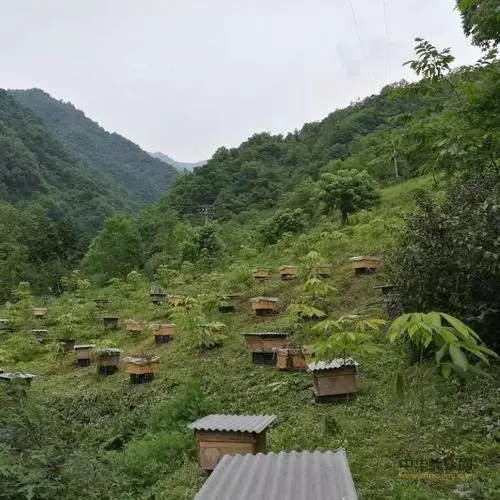 桐梓種蜂養殖推薦 遵義附近的種蜂養殖