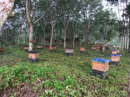 務川附近的種蜂養殖 紅花崗種蜂養殖