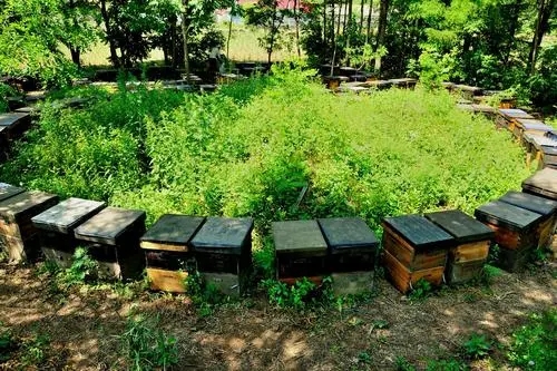 務川種蜂養殖單價