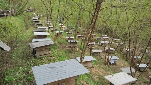 匯川種蜂養殖價格