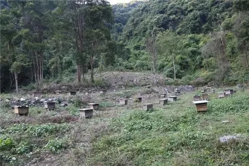 湄潭種蜂養殖報價表