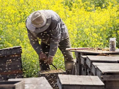 紅花崗種蜂養殖供貨商