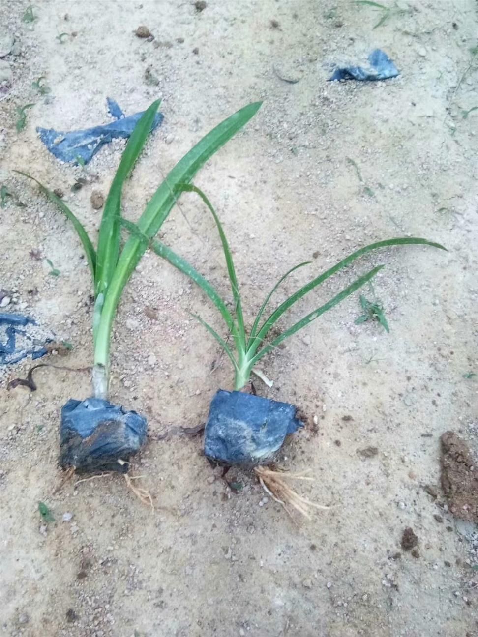 搜了网提供及时丰富的2020江门水鬼蕉报价,共有江门水鬼蕉信息8条