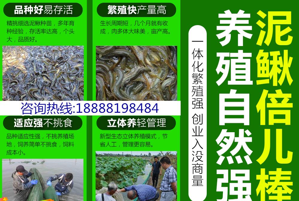 宜兴农村养什么可以赚钱提供技术全面指导科学养殖