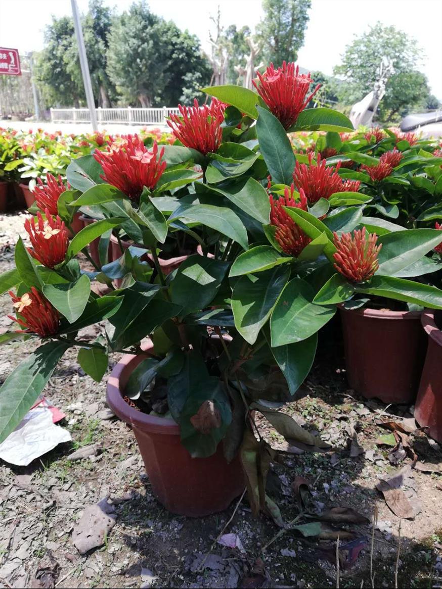 保定龍船花有紅橙黃白雙色等馬口冰檸園藝場