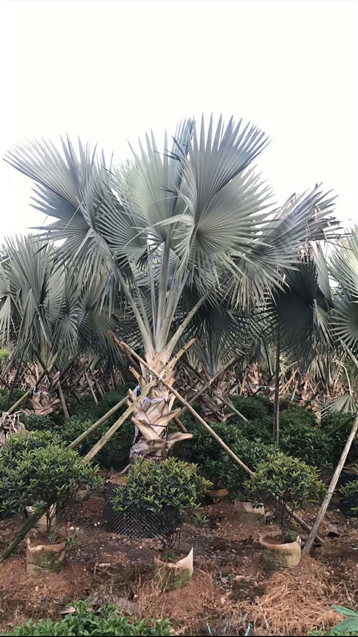 龙文区霸王棕报价 品种齐全 马口冰柠园艺场