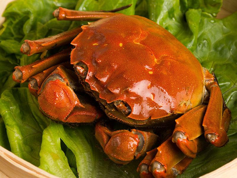 太原红膏大闸蟹哪里好异常鲜美回味无穷